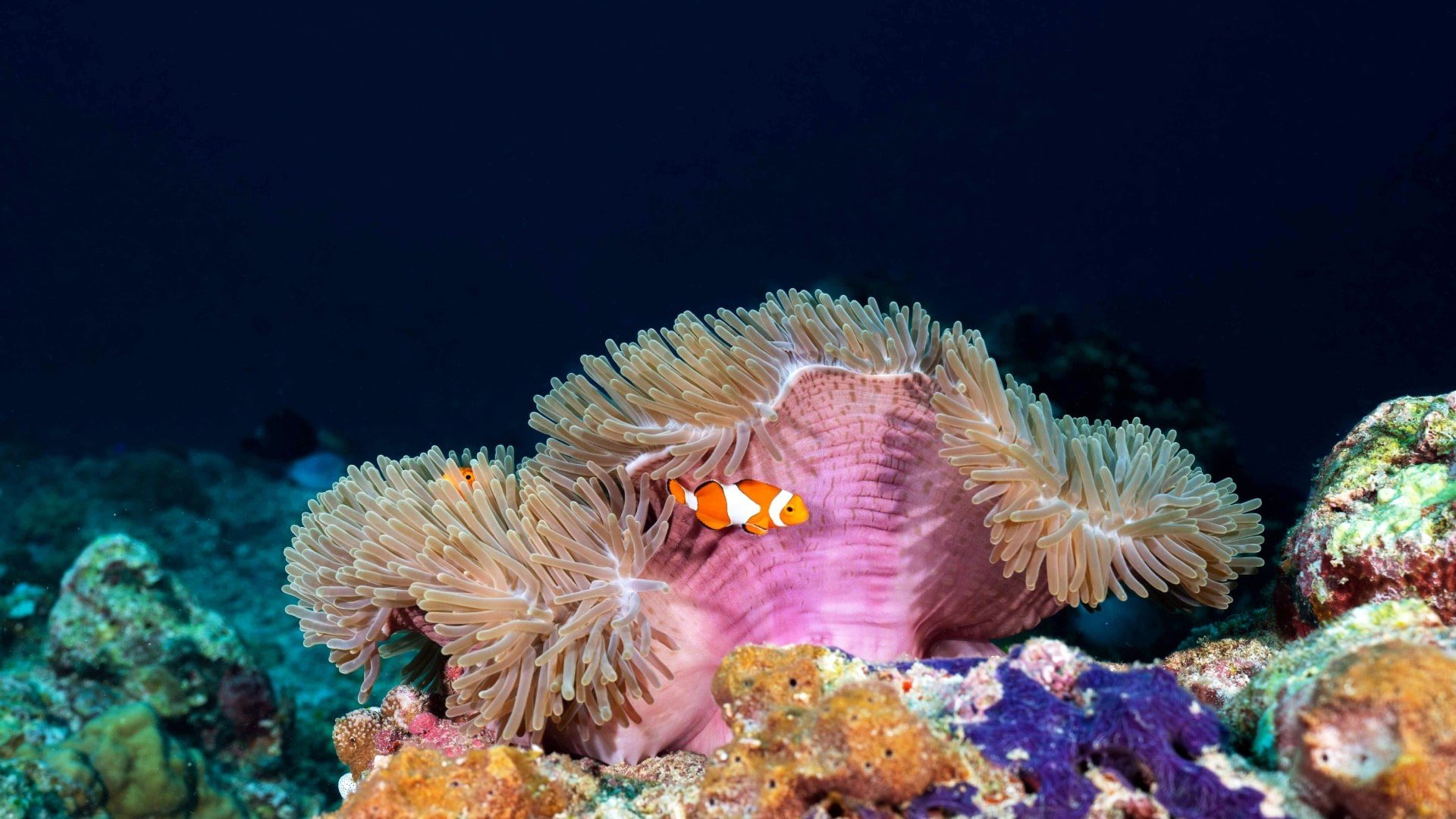 Clownfish and anemone manta dive gili t