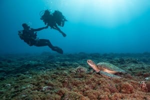 divers and turtle, diving gili trawangan