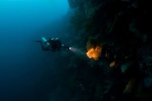 deep reef wall - Manta Dive Tech Gili T