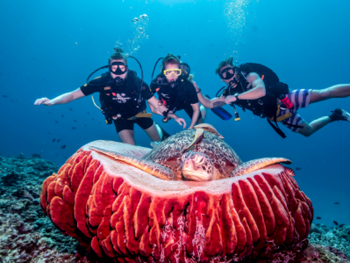 Diving students turtle manta dive gili trawangan