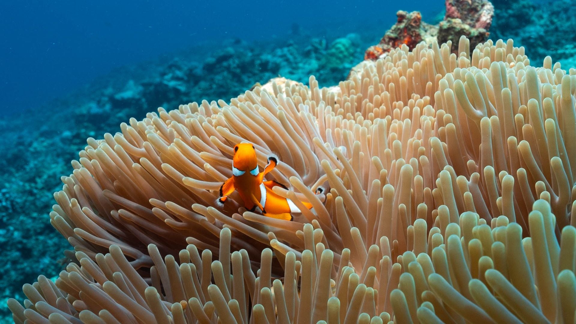 clown fish dsd