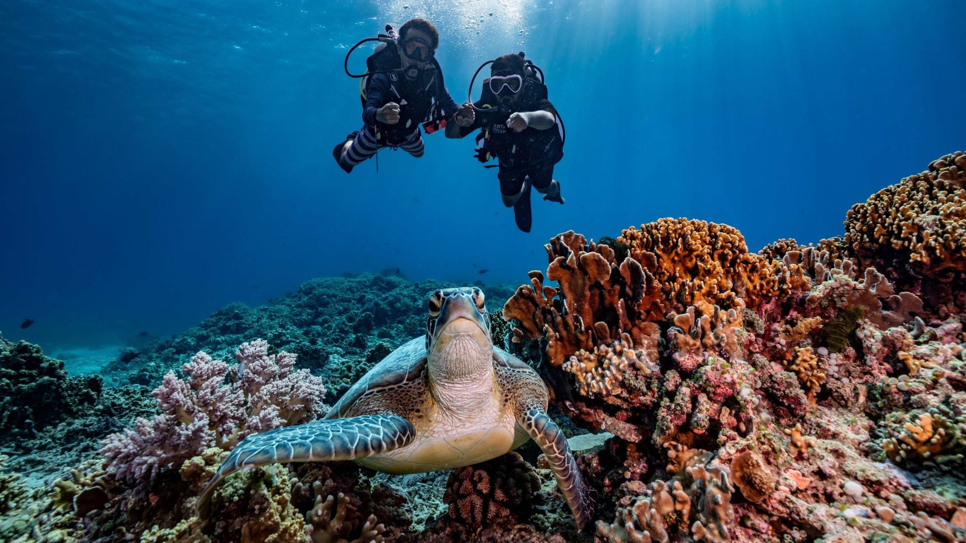 discover scuba dive manta