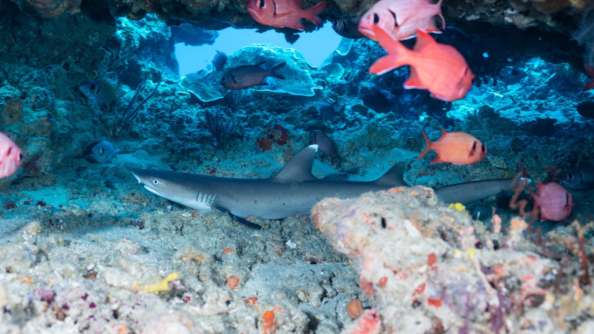 whitetip shark discover dive