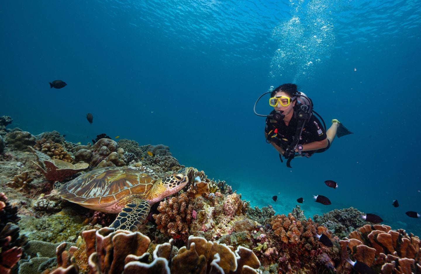 Refresher Dive