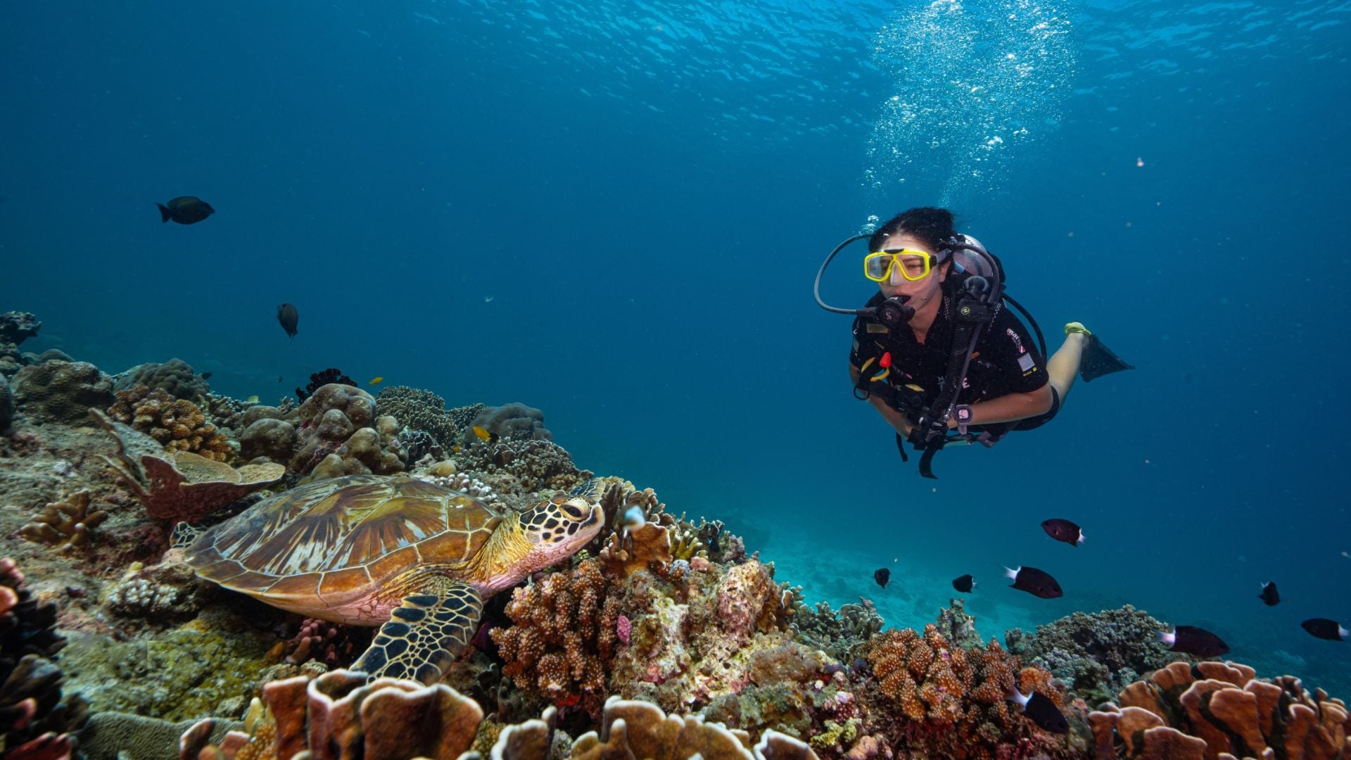 Refresher Dive