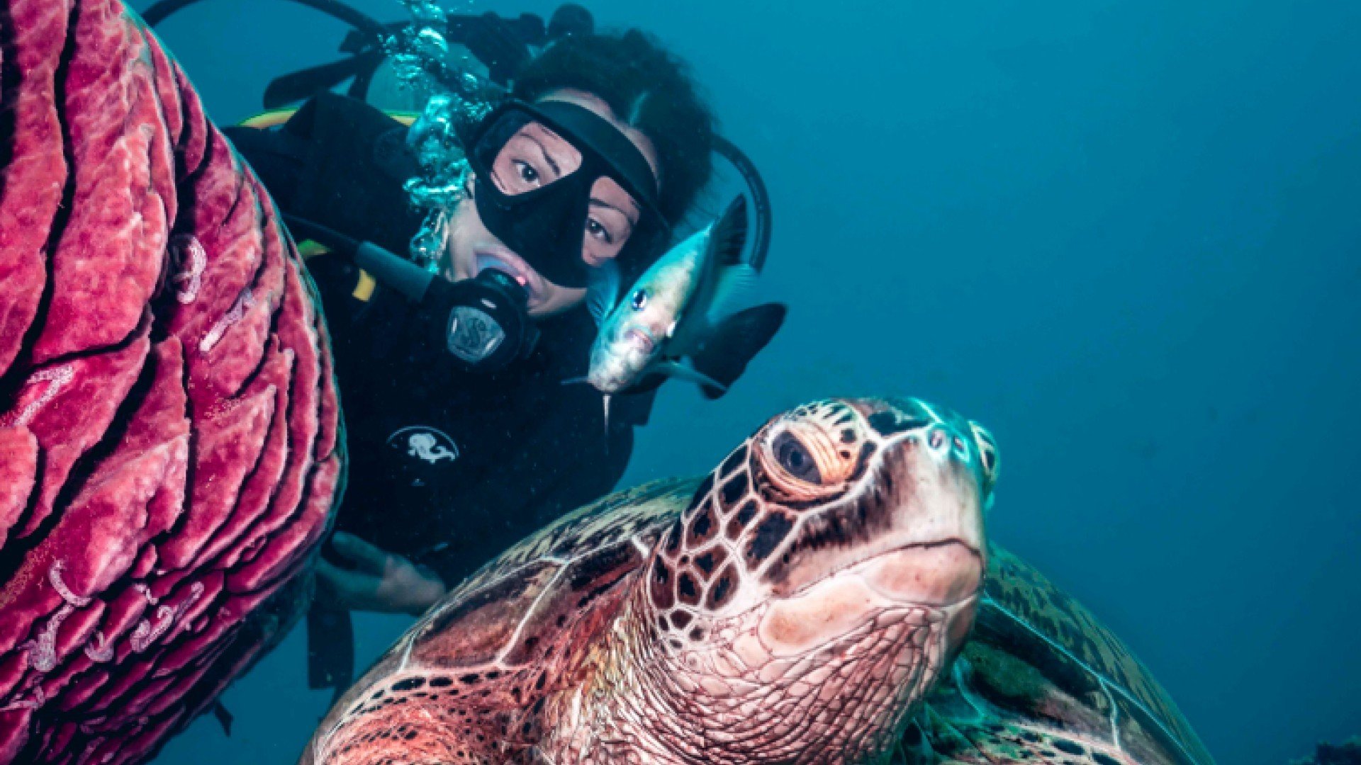 diver and turtle gili trawangan manta dive