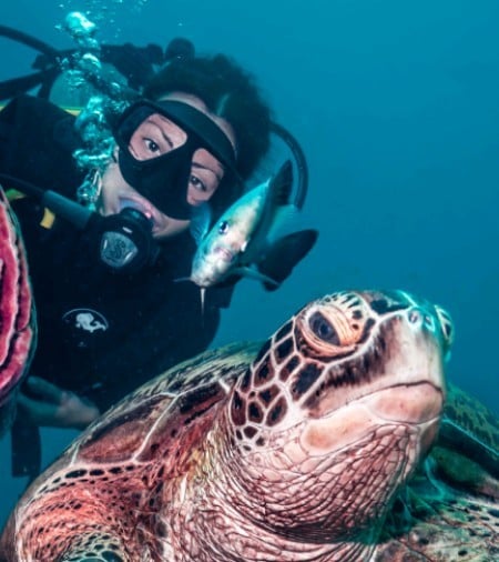 diver and turtle gili trawangan manta dive
