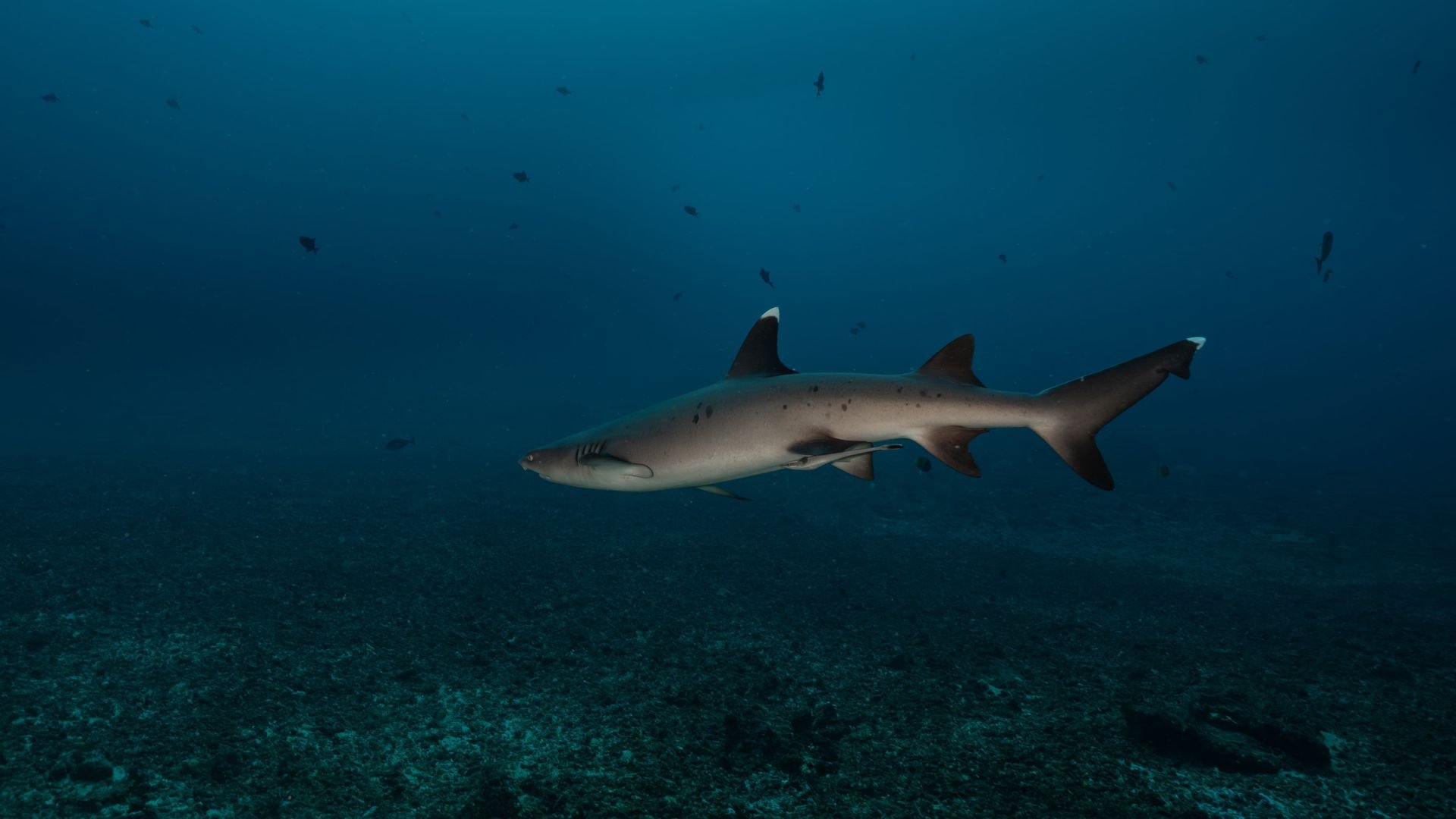 Sharks Gili Trawangan