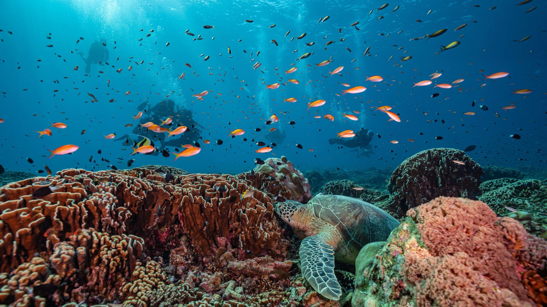 Turtles Indonesia Diving