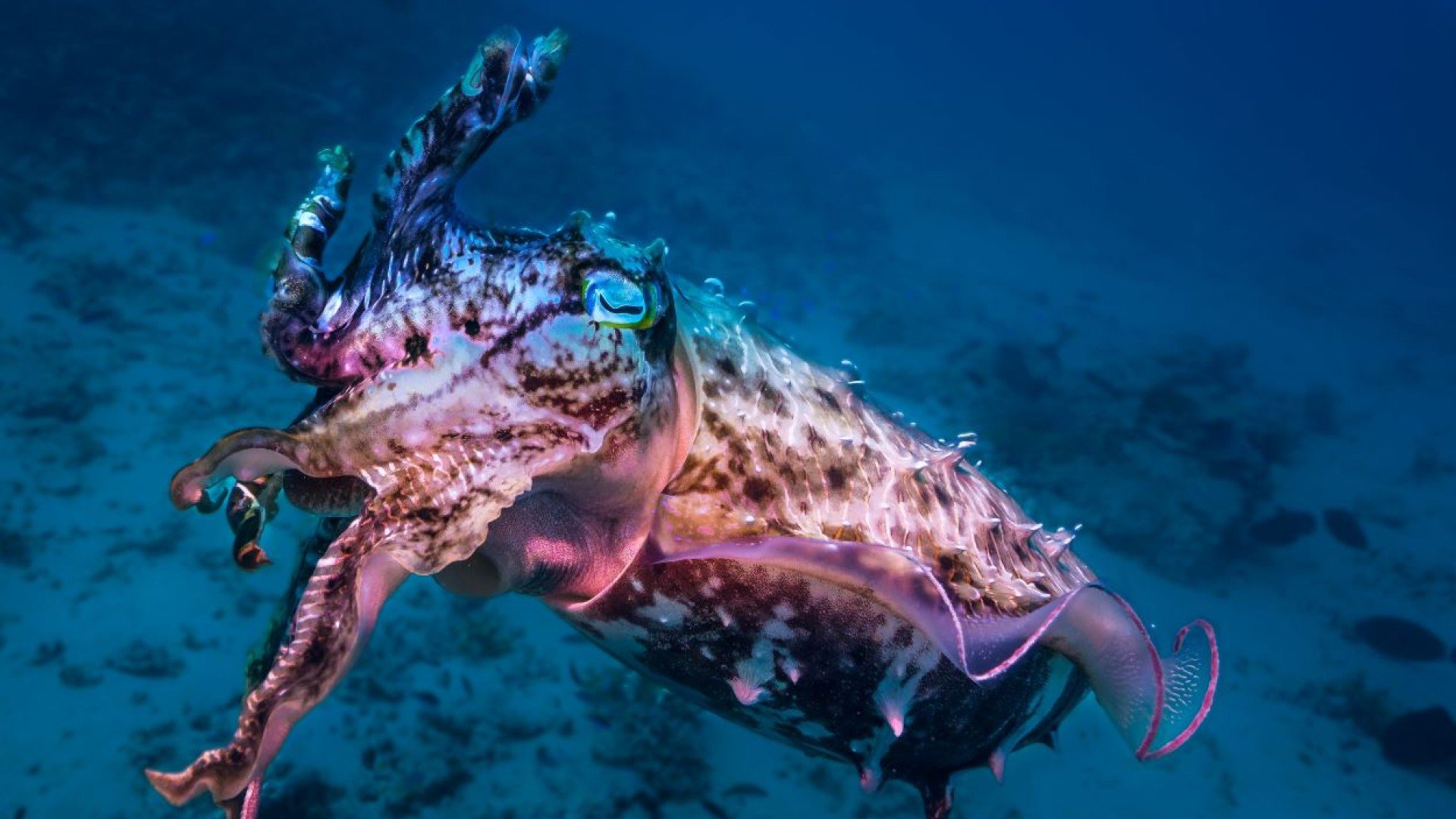 colourful cuttlefish diving gili