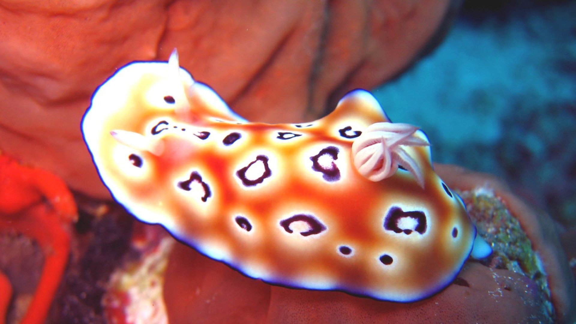 nudibranch diving gili t