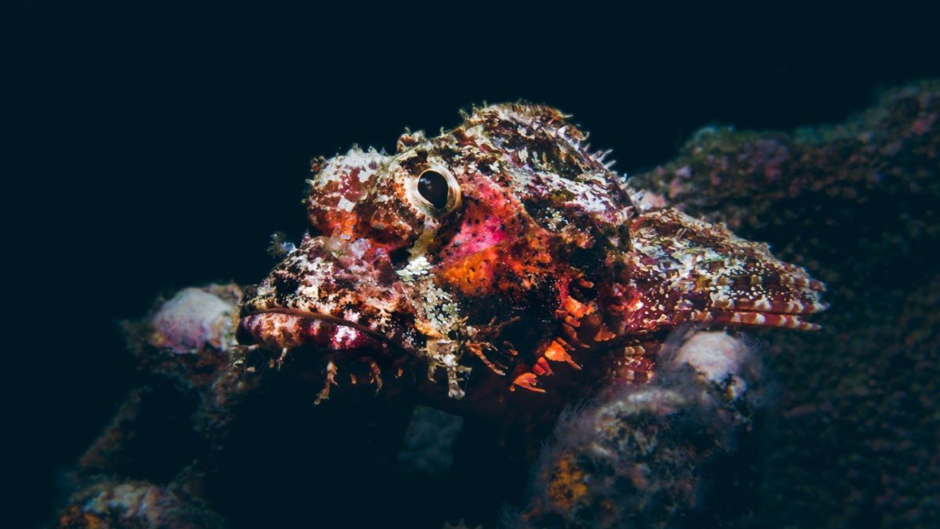 scorpionfish diving gili air