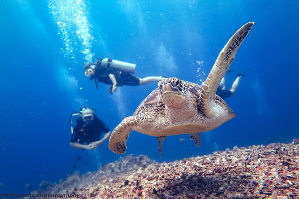 Diving with turtles