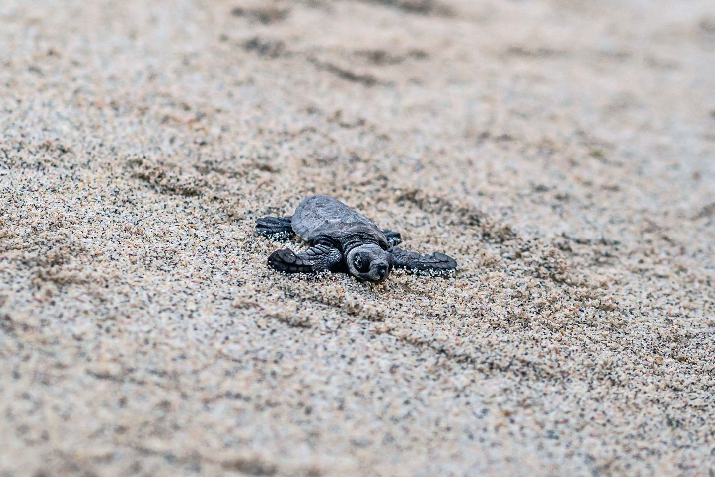 Baby Turtle Hatching Gili Trawangan Manta Dive