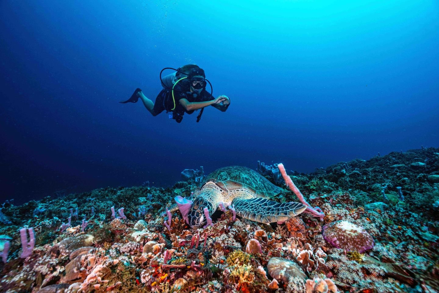 turtle w. diver Manta Dive Gili Trawangan