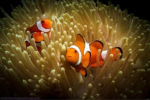 2 clownfish at home diving Gili Islands