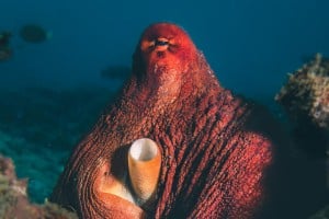 Octopus diving manta dive gili trawangan