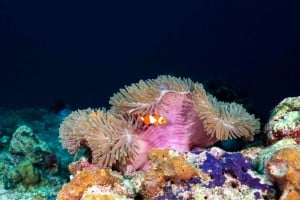 Clownfish and anemone manta dive gili t