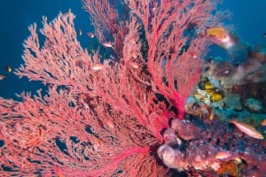 big fan coral diving gili islands