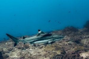 blacktip reef shark diving gili islands