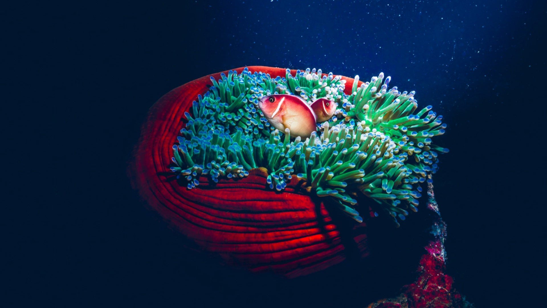 bright corals diving gili islands