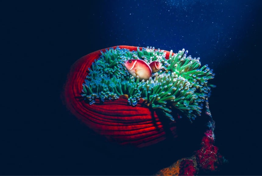 bright corals diving gili islands