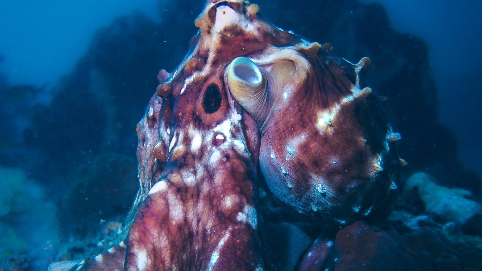 Octopus diving gili trawangan