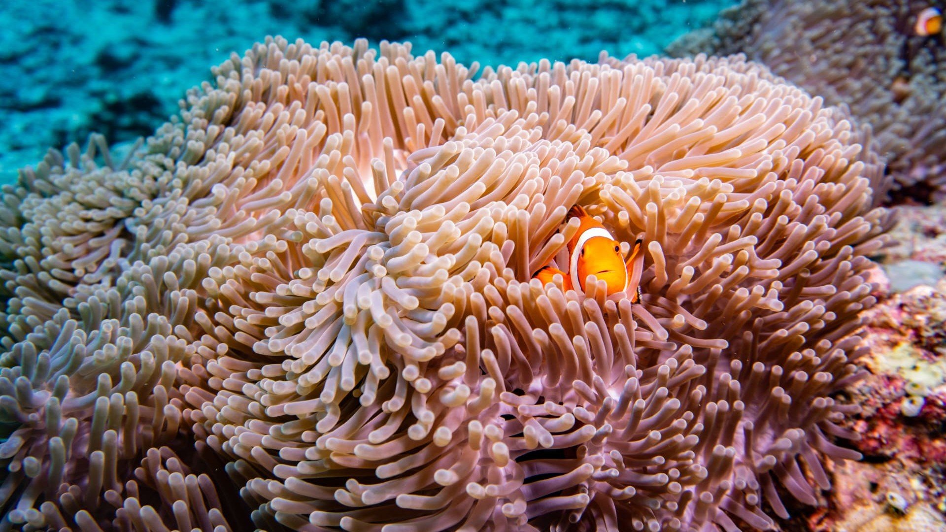 clownfish curious diving gili t