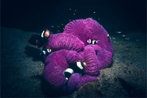 clownfish family diving gili islands