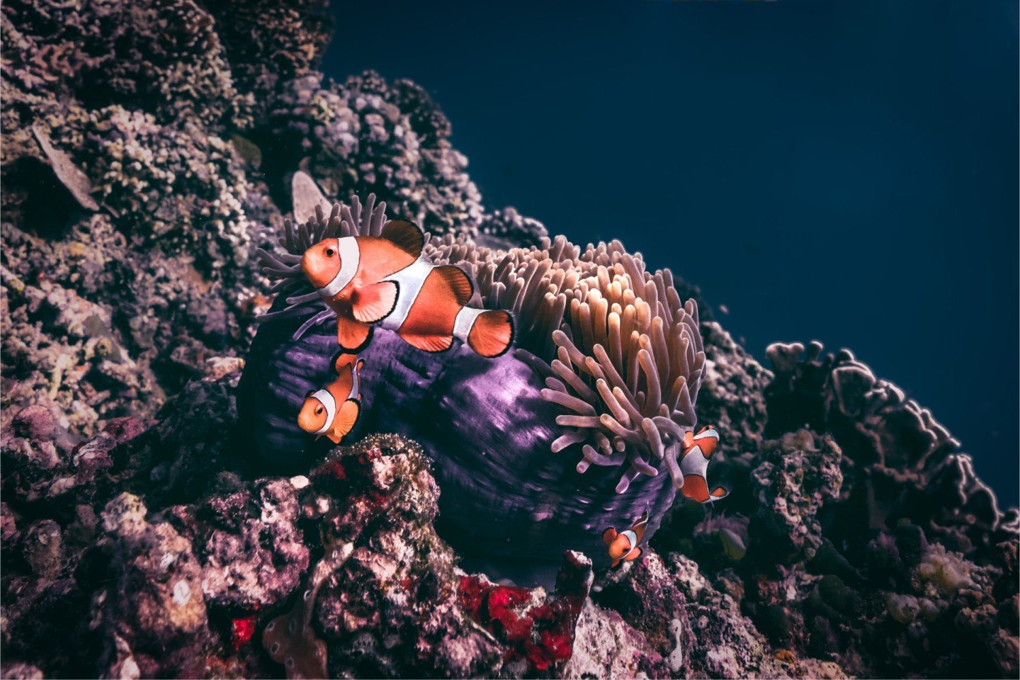 clownfish family diving gili islands