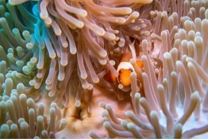 clownfish diving photos dive gili trawangan