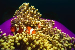 clownfish diving gili trawangan