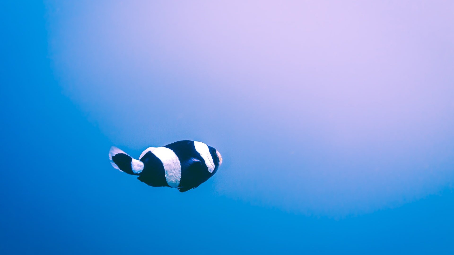 clownfish diving gili islands