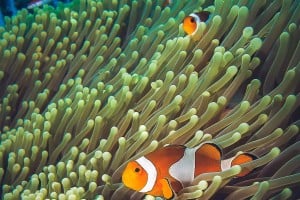 clownfish diving gili islands