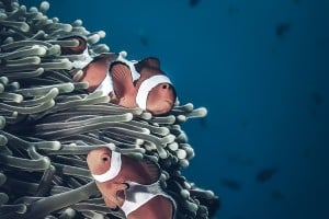 clownfish gili islands manta dive