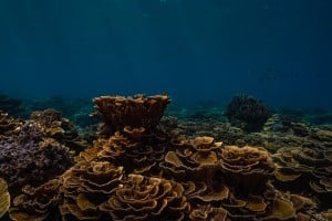 coral garden dive gili trawangan