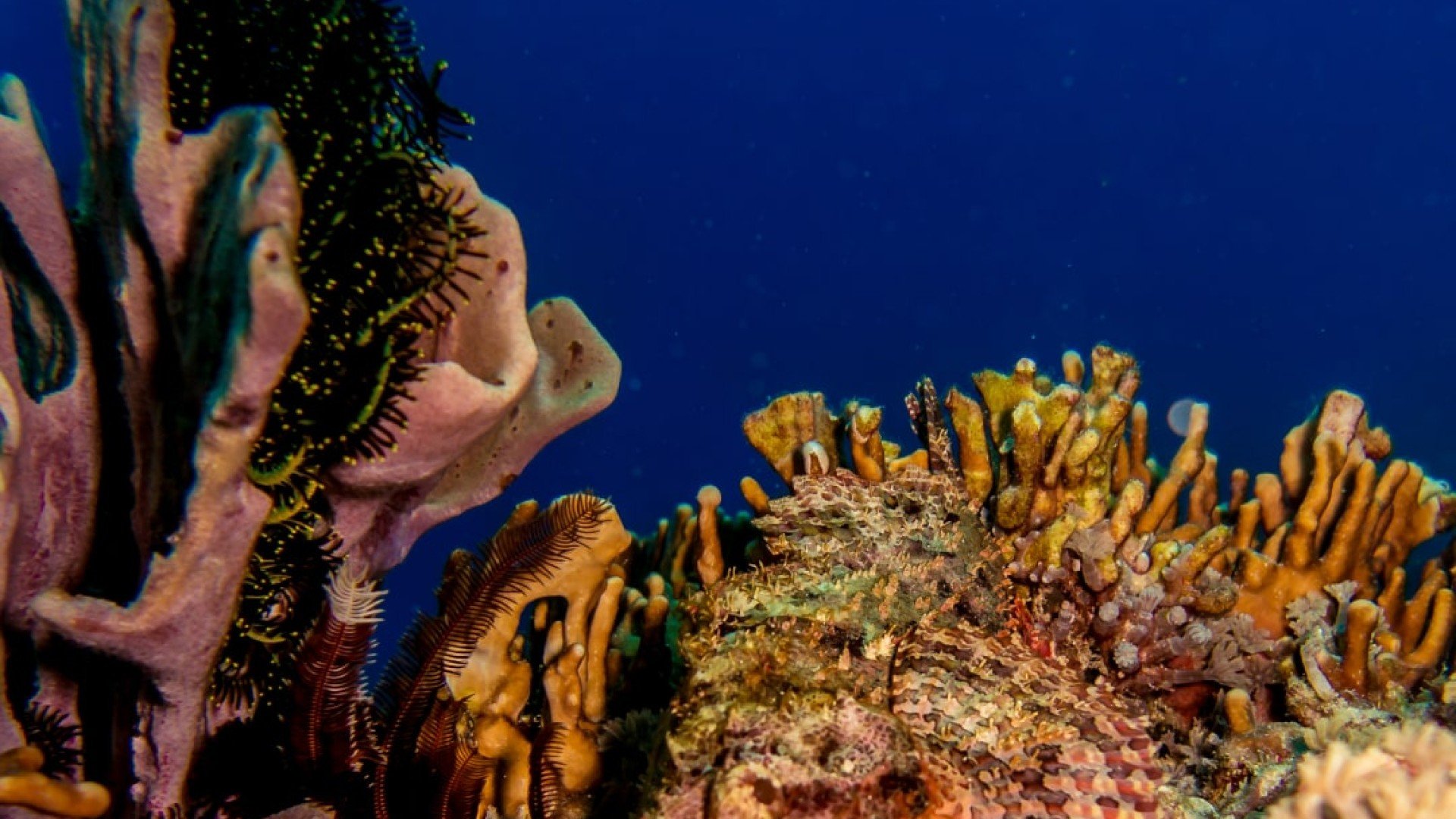 corals diving gili islands