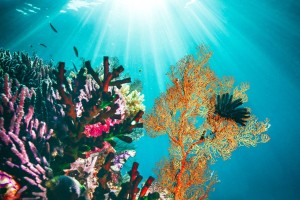 corals in gili T