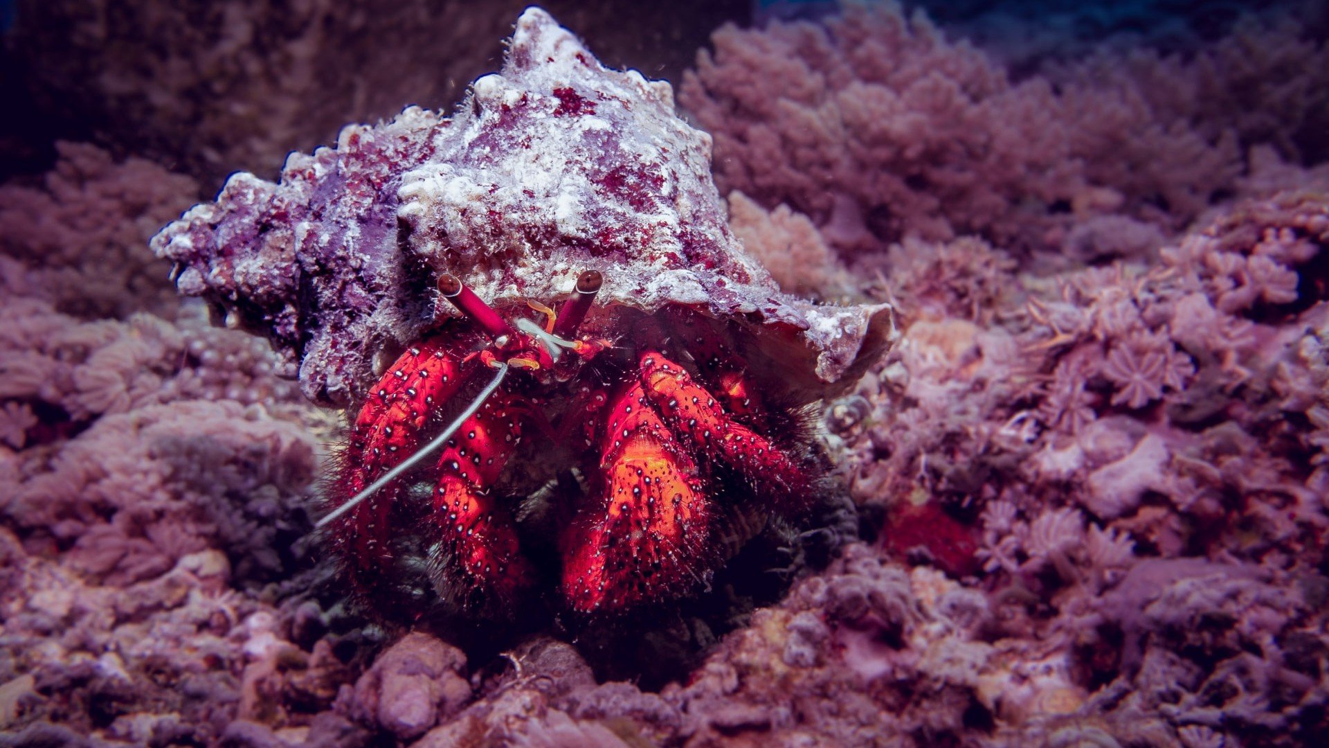 crab wandering diving gili islands
