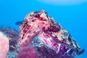 cuttlefish dive gili trawangan