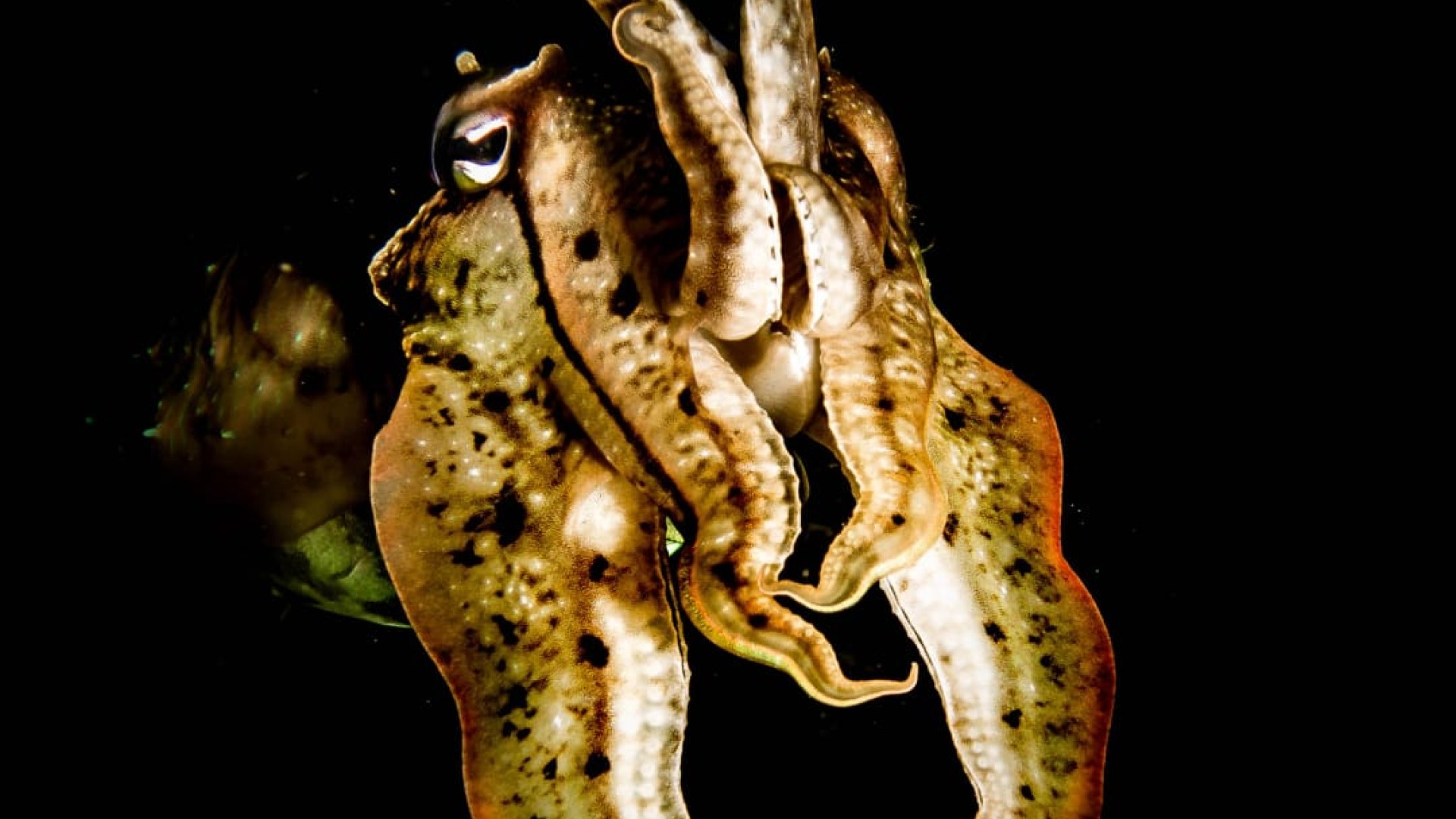 cuttlefish diving gili trawangan