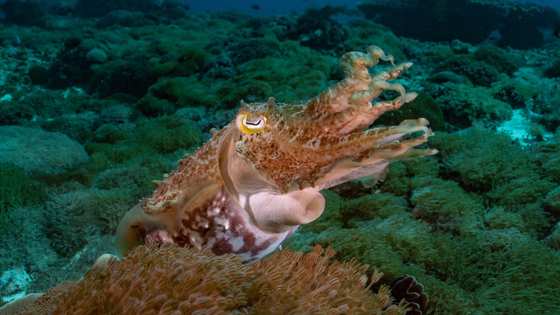 cuttlefish diving photos manta dive gili t