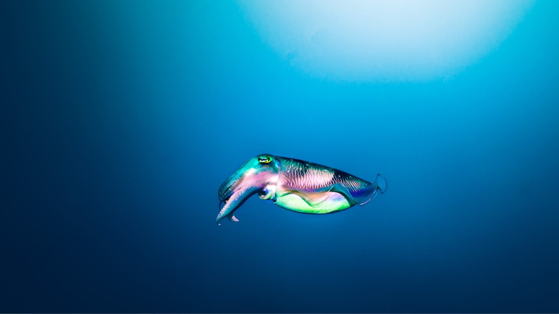 cuttlefish colors dive gili trawangan
