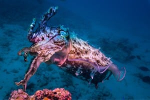 cuttlefish diving gili islands