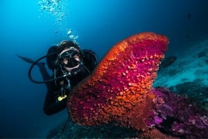 diver and coral diving gili gili trawangan