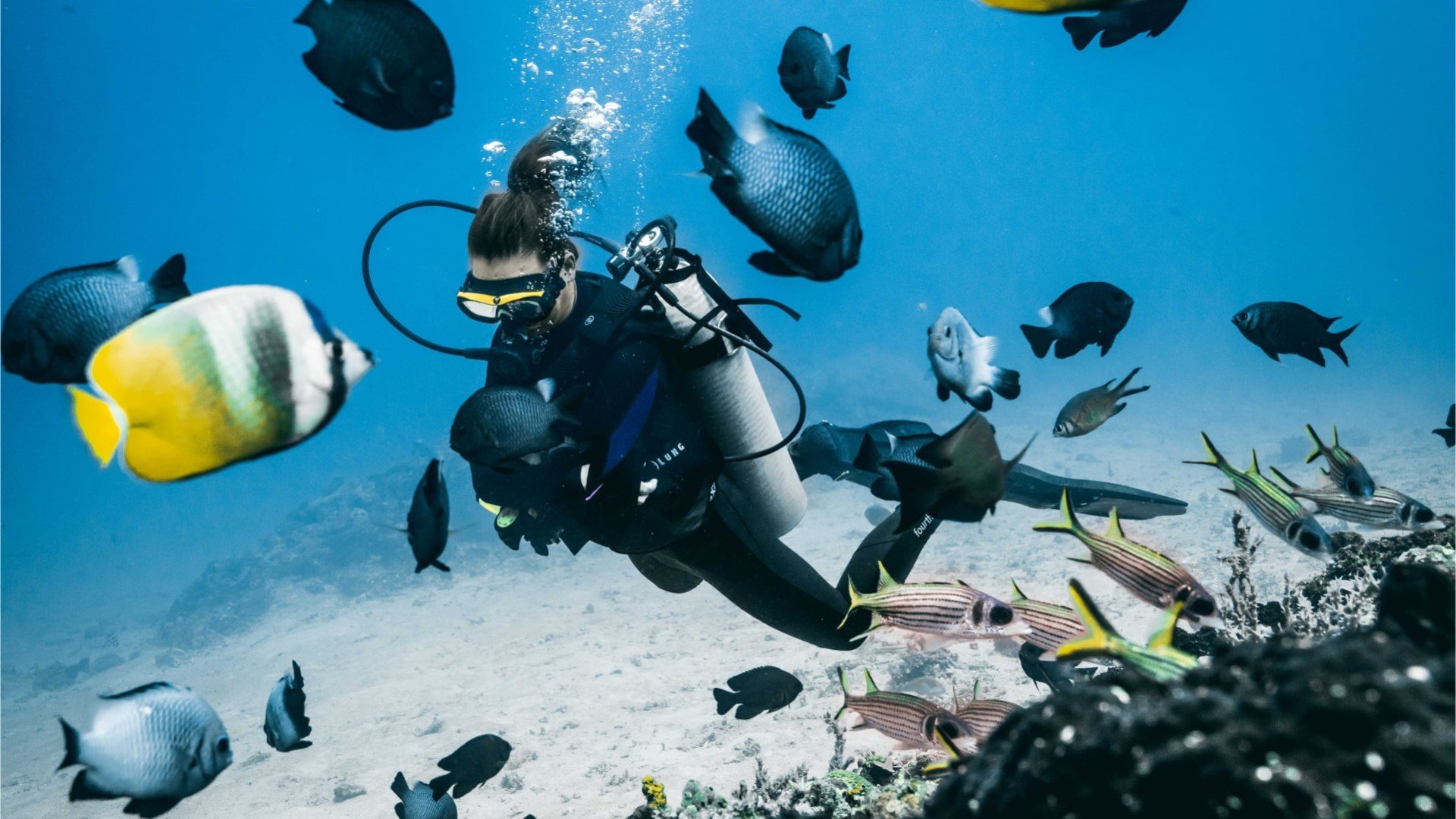 diver and marine life dive gili trawangan