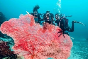 divers and fan coral diving gili islands