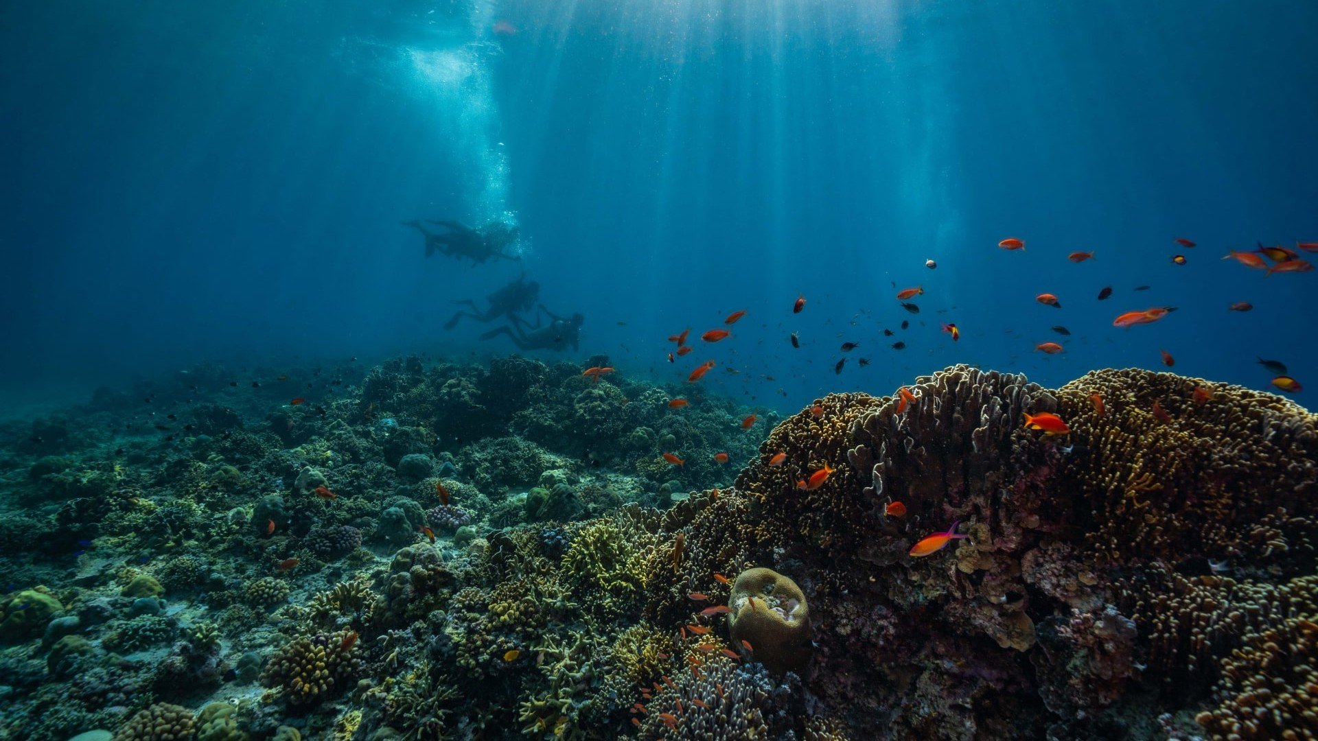 corals diving gili trawangan