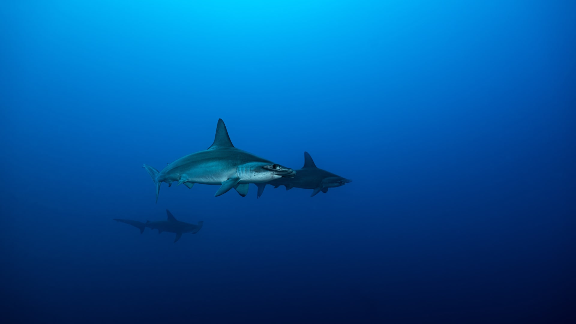 hammerhead sharks gili islands