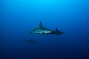 hammerhead sharks gili islands